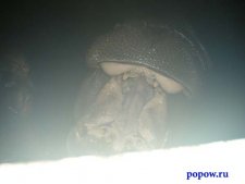 Поездка в Калининград с 09 по 11 января 2004 года Поездка в Калининград с 09 по 11 января 2004 года